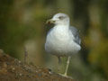 Goéland leucophée Larus michahellis