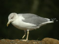 Goéland leucophée Larus michahellis