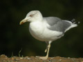 Goéland leucophée Larus michahellis