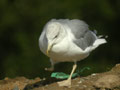 Goéland leucophée Larus michahellis