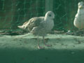 Goéland leucophée Larus michahellis