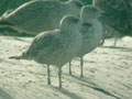 Goéland leucophée Larus michahellis