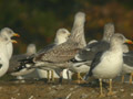 Goéland leucophée Larus michahellis