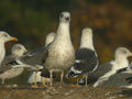 Goéland leucophée Larus michahellis