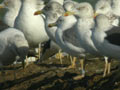 Goéland leucophée Larus michahellis