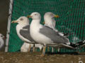 Goéland leucophée Larus michahellis