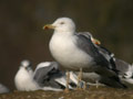 Goéland leucophée Larus michahellis