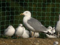 Goéland leucophée Larus michahellis