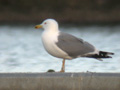 Goéland leucophée Larus michahellis