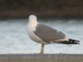 Goéland leucophée Larus michahellis