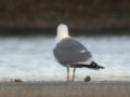 Goéland leucophée Larus michahellis