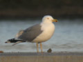 Goéland leucophée Larus michahellis