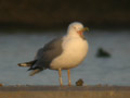 Goéland leucophée Larus michahellis