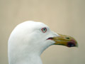 Goéland leucophée Larus michahellis