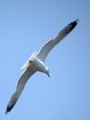 Goéland leucophée Larus michahellis