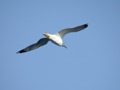 Goéland leucophée Larus michahellis