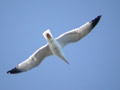 Goéland leucophée Larus michahellis