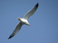 Goéland leucophée Larus michahellis