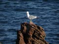 Goéland leucophée Larus michahellis