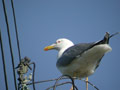 Goéland leucophée Larus michahellis