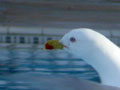 Goéland leucophée Larus michahellis