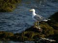 Goéland leucophée Larus michahellis