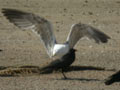 Goéland leucophée Larus michahellis