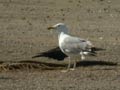 Goéland leucophée Larus michahellis