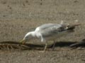 Goéland leucophée Larus michahellis