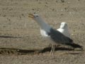 Goéland leucophée Larus michahellis