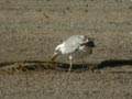 Goéland leucophée Larus michahellis