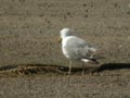 Goéland leucophée Larus michahellis