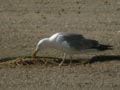 Goéland leucophée Larus michahellis