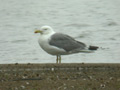 Goéland leucophée Larus michahellis