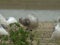 Goéland leucophée Larus michahellis