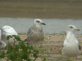 Goéland leucophée Larus michahellis