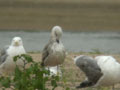 Goéland leucophée Larus michahellis