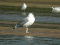 Goéland leucophée Larus michahellis