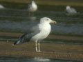 Goéland leucophée Larus michahellis