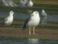 Goéland leucophée Larus michahellis