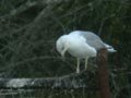 Goéland leucophée Larus michahellis