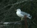 Goéland leucophée Larus michahellis