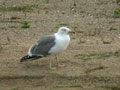 Goéland leucophée Larus michahellis