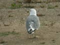 Goéland leucophée Larus michahellis