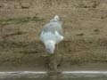 Goéland leucophée Larus michahellis