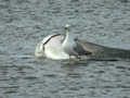 Goéland leucophée Larus michahellis