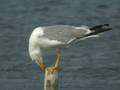 Goéland leucophée Larus michahellis