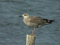 Goéland leucophée Larus michahellis