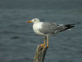 Goéland leucophée Larus michahellis