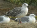 Goéland leucophée Larus michahellis